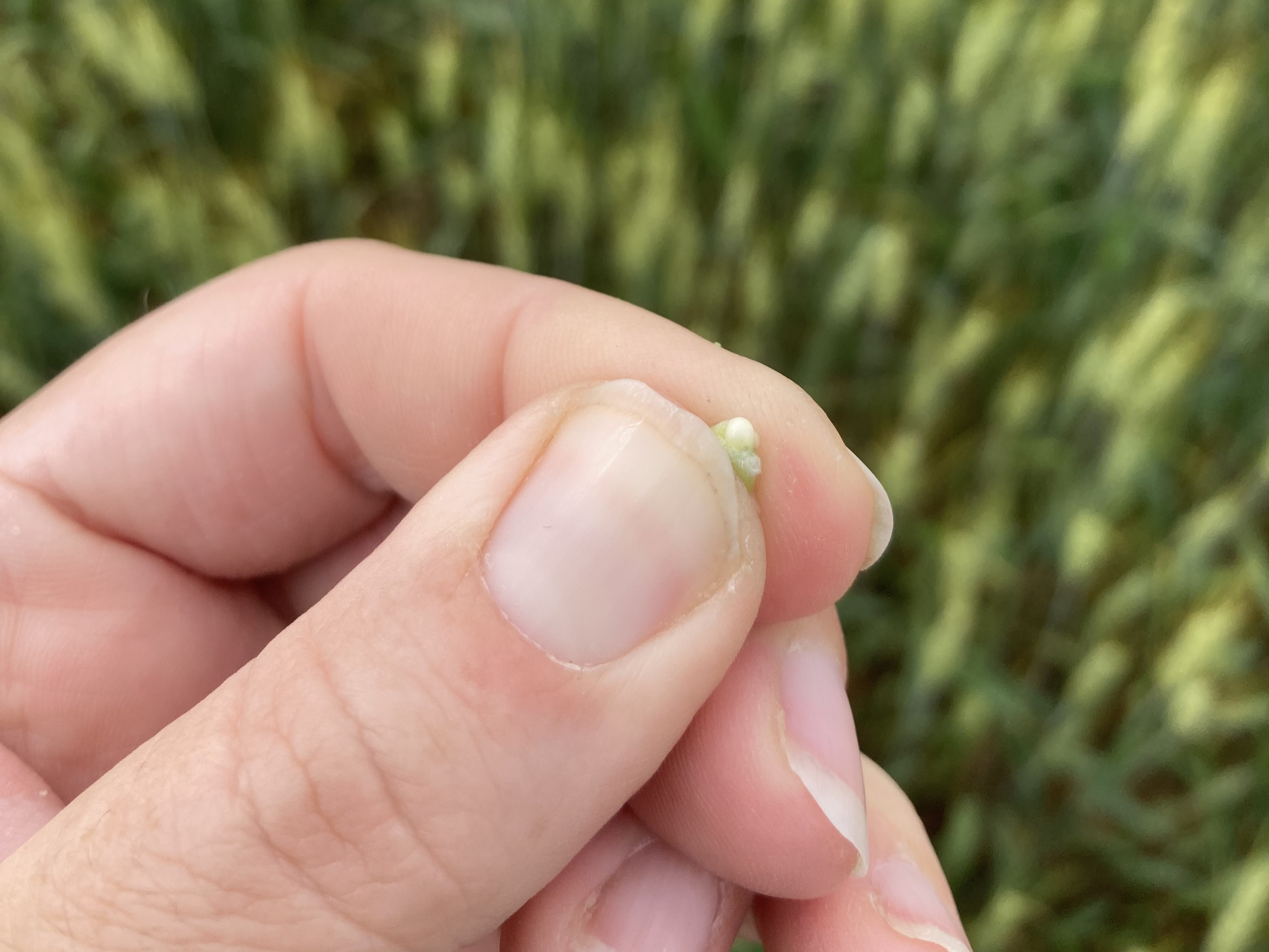 A hand holding a singular wheat kernel